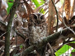 Download Rare Owl With Bright Orange Eyes Seen For The First Time In More Than 125 Years At The Smithsonian Smithsonian Magazine