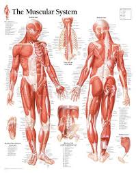 Our anatomical male muscle model can be separated into 27 parts for easier demonstration; Human Body Muscle Anatomy System Poster Anatomical Chart Educational Poster Home Decor Vintage Nautical Home Decor Posters Prints