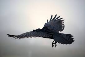 Assassin S Creed Odyssey Birds Of A Feather Quest Pin By Darren Thomas On Ravens And Black Birds Black Bird Crows Ravens Crow