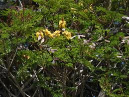 Image result for Limeum pterocarpum