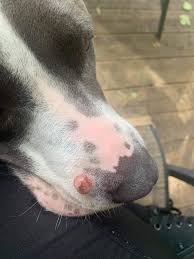 Image result for mastocytoma in dogs