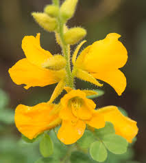 Image result for Chamaecrista