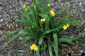 Image result for Hypoxis hemerocallidea