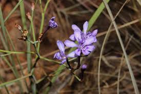 Image result for Afrosolen schimperi