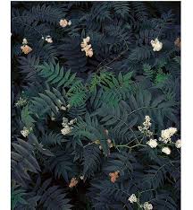Epingle Par Love Noe Sur Botanique Photographie De Fleurs Papier Peint A Fleurs Fond Iphone
