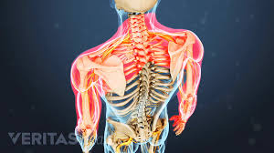 They move the head in every direction, pulling the skull and jaw towards the shoulders, spine, and scapula. Understanding Neck And Shoulder Pain