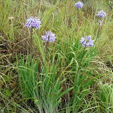 Image result for Agapanthus campanulatus