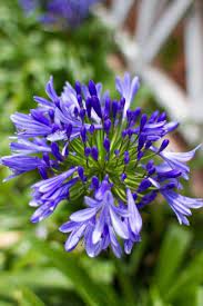 Growing Agapanthus Flowers Agapanthus Flowers Also Referred To As Lily Of The Nile African Blue Lilly And Afri African Lily Agapanthus Agapanthus Africanus