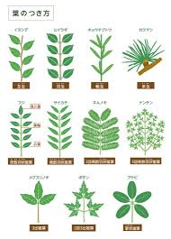 樹 葉っぱの名前を知るには In Natural Style
