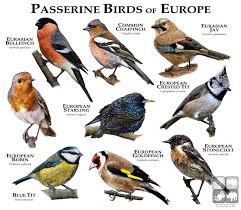 13043469 10153865981619230 102977963208766706 N Jpg 770 671 Pixels Passerine Passerine Bird Animals