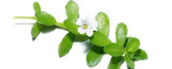 Image result for Bacopa monnieri