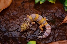 Leopard geckos don't need lights! Leopard Gecko Genetics Geckoboa