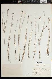 Image result for Crepidorhopalon