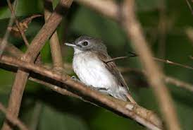 Ciri Khas Burung Asi Kumis Dan Kebiasaan Hidupnya Burung Jalak