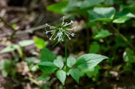 Image result for Ornithogalum flexuosum