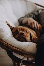According to the energy information administration, 31% of all u.s. Pet News Articles Urban Pet Hospital Blog Can I Allow My Dog To Sleep On The Same Bed