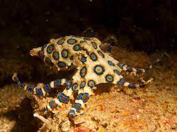 This Is A Blue Ringed Octopus They Are Highly Venomous And There S No Available Antivenom I Dangerous Animals In Australia Australia Animals Dangerous Animals