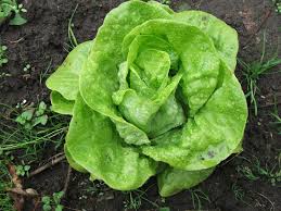 Image result for Lactuca lasiorhiza