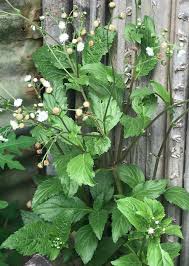 Image result for Adenostemma afrum