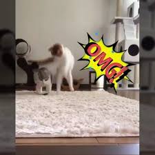When You Can Not Arrange The Timing Of Your Joke Sakanin Dozunu Kaciran Arkadas Video From Riepoyonn I Cat Day Cats Cats Of Instagram
