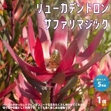 リューカ デンドロン サファリ マジック