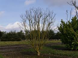 Image result for Buchnera usuiensis