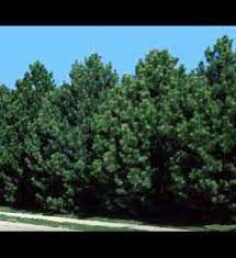 Austrian Pine Austrian Pine Pacific Northwest Garden Evergreen Plants