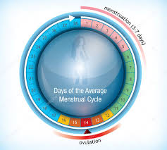 Menstrual Cycle Chart Template Circular Flow Chart Showing