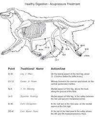 Acupuncture Acupressure Points On Dogs And Cats Acupressure Animal Acupressure Acupressure Points
