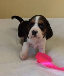 Elizabet Beagle Yavrularimmm Elizabet Beagle Yavrularimmm Kopek Kopekseverler Kopeksahiplendirme Kopekyavrusu Evcilhayvan Beagle Kopek Evcil Hayvanlar