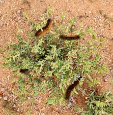 Image result for Searsia monticola