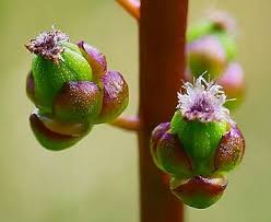 Image result for Triglochin striata