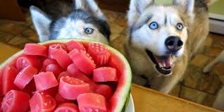 Swallowing too many seeds can cause an intestinal blockage and the rind may cause gastrointestinal upset. Dogs Eating Watermelon Know Benefits And Effects Before Feeding Watermelon To Your Dog