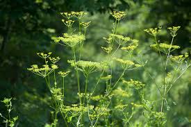 In michigan, spring is marked by the arrival of spring beauty, marsh marigold, bloodroot, wood poppies, and wild columbine. Wild Parsnip A Dangerous Invasive Plant Is Thriving In Michigan S Upper Peninsula 8 Wood Blog