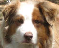 Aussie Vs Mini Aussie