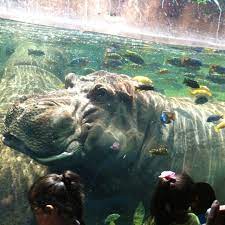 Pin By Eh On Amazing Zoo Animals San Antonio Zoo Zoo