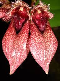 Image result for Bulbophyllum josephi
