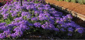 Garden writers rave about it. Verbena Costa Farms