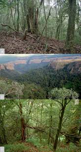 Image result for Faurea rubriflora