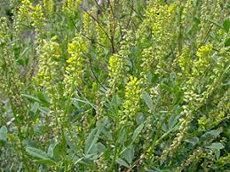 Image result for Melilotus indicus