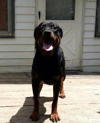 Top of page add new shelter or rescue group. Adopt Ena On Petfinder Rottweiler Rescue Rottweiler Rottweiler Dog