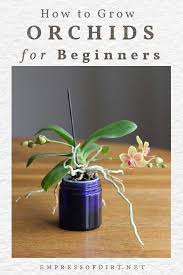 These three pillars of orchid care trigger flowering and promote overall health. Orchids For Beginners Empress Of Dirt