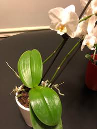 Today we try to fix a phalaenopsis orchid flower spike, after i snapped it when moving around my orchid. Help My Orchid Fell While Bloomed All The Bark Fell Off The Roots I Was Able To Collect And Report It But How Can I Make Sure It S Many Flowers Will Stay