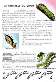 La Chenille Du Chou Apprendre Le Francais Documentaire Animaux Cours Fr