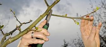 Wer obstbäume in seinen garten pflanzt, wünscht sich nach einer schönen blütezeit im frühjahr auch eine reichhaltige ernte. Der Schnitt Von Apfel Und Birnenbaumen Gutekueche At