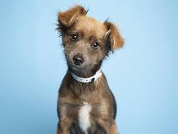 Meet molly a pet for adoption. Adopt A Pet Taser Roo And More Pets Up For Adoption In Phoenix Area Shelters