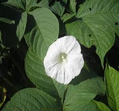 Image result for Merremia aegyptia