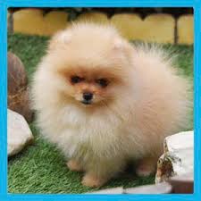 Le spitz type allemand blanc taille petit et le type pomeranian orange nain ou petit. Accueil Elevage De Chiens En Cantillana Seville Spagne Criadero Cantillana