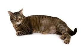 Pictured is my disorder of a devon rex, grendel. Bald Patches On Cats Symptoms Causes Argos Pet Insurance
