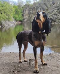 Image result for jurský honič